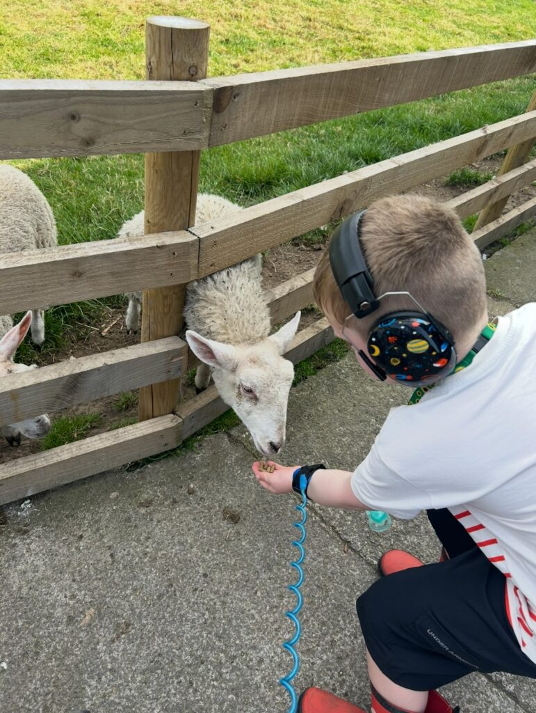 CJ feeding a lamb.